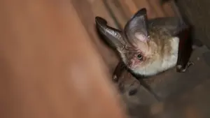 Braunes Langohr, eine in Europa heimische Fledermausart, auf einem hölzernen Untergrund.
