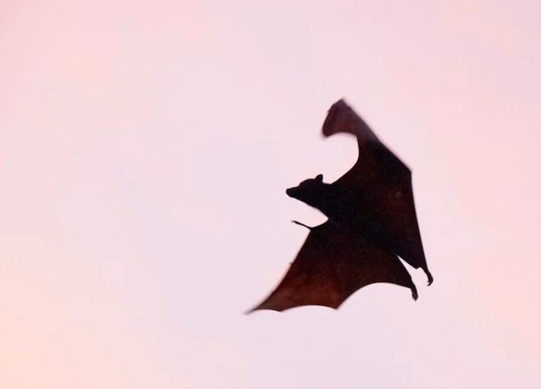 Batnight 2026: Fledermäuse mit Kindern sicher beobachten