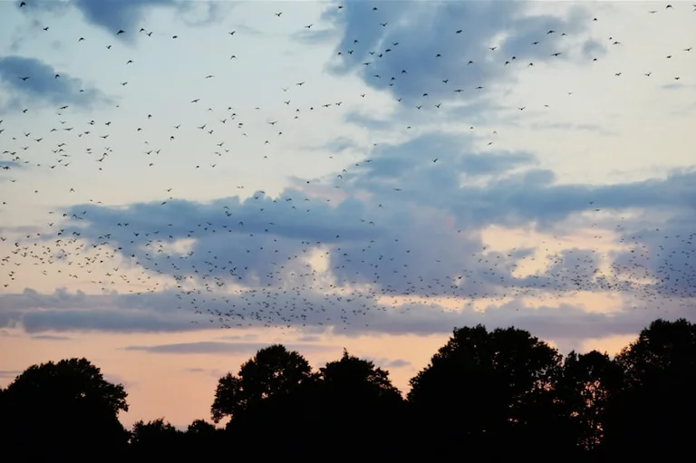 Fledermäuse im August beobachten: So gelingt der ruhige Abendspaziergang