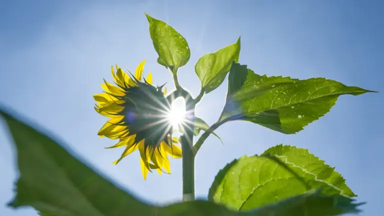 Wetterprognose 22.-23. August 2026: Kommt der Spätsommer zurück?