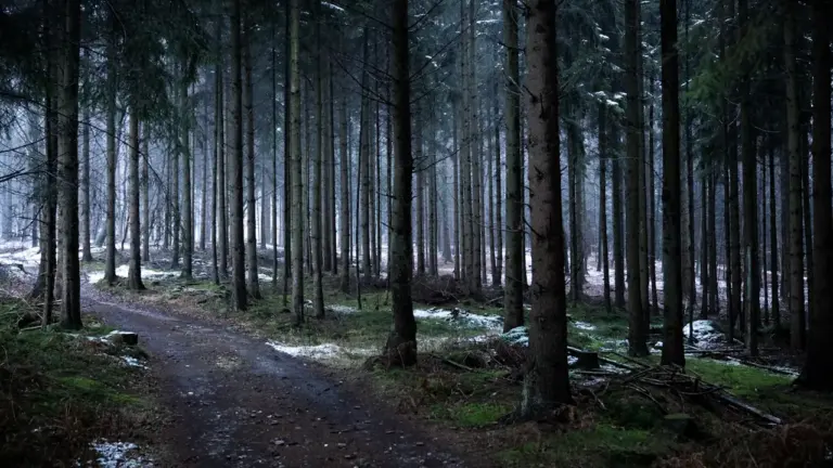 Im Wald den Weg suchen: Was der Traum zeigen kann