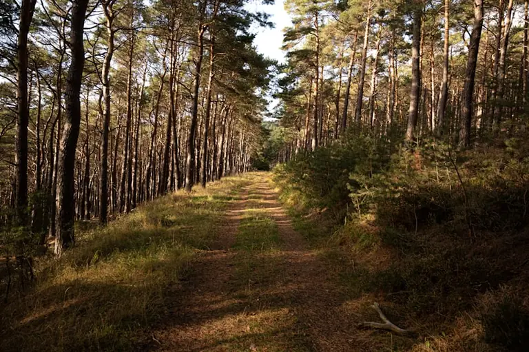 Im Wald den Weg suchen: Was der Traum zeigen kann