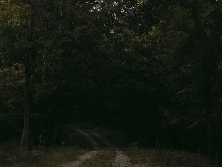 Im Wald den Weg suchen: Was der Traum zeigen kann