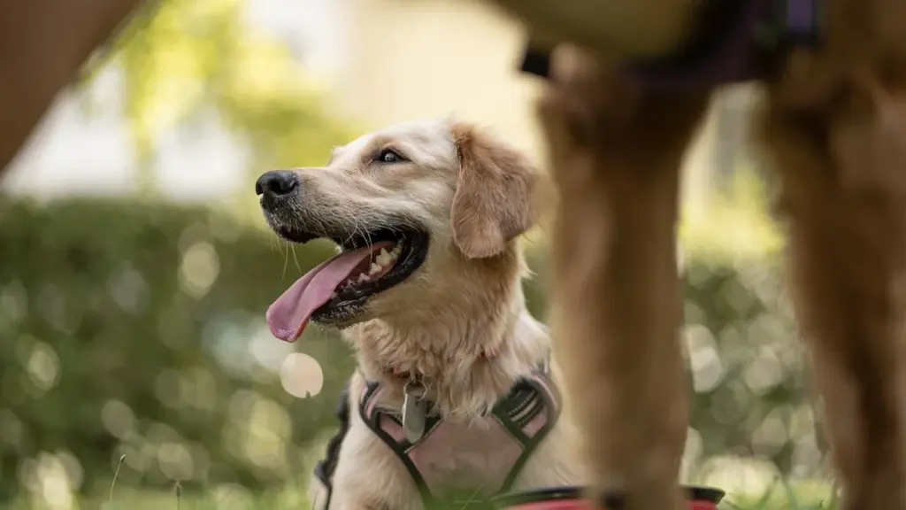Ein freundlicher Hund mit leuchtenden Augen auf einer grünen Wiese in der Stadt.