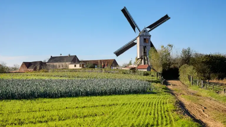 Traditionelle Windmühle inmitten einer grünen Landschaft am Tag des offenen Denkmals.