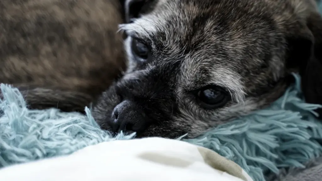 Tiere im Traum: Warum die eigene Erfahrung wichtiger ist