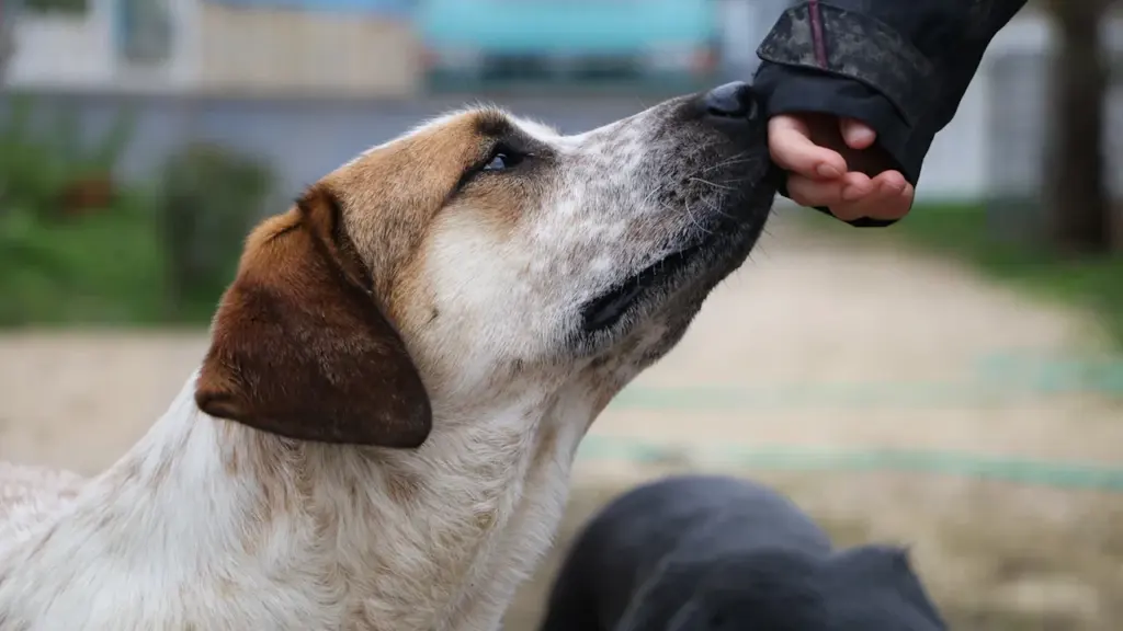 Ein weiß-brauner Hund schnuppert vorsichtig an einer menschlichen Hand, Nahaufnahme im Freien.