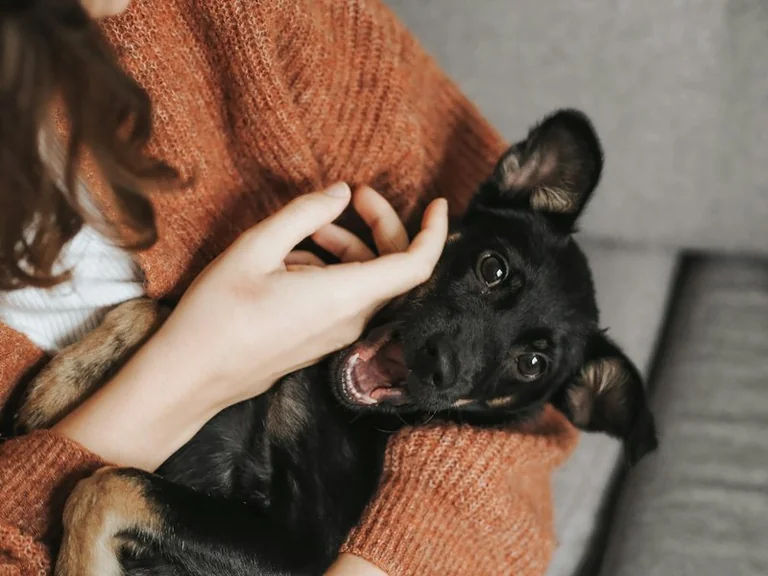 Von einem Hund träumen: Vertrauen, Schutz und eigene Erfahrungen