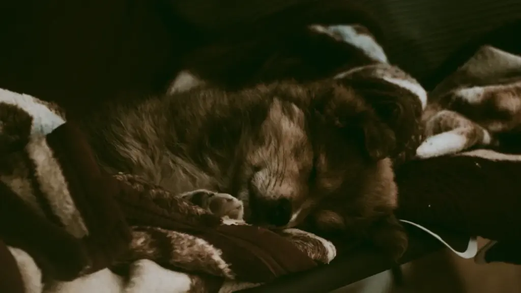 Ein braun-weißer Hund schläft friedlich eingerollt auf einer weichen, gemusterten Decke.