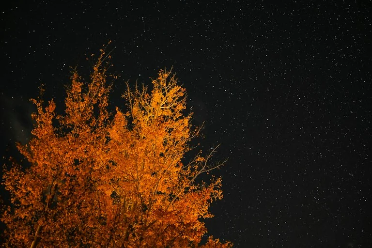 Tageshoroskop für den 1. Oktober: Kleine Schritte für den Donnerstag